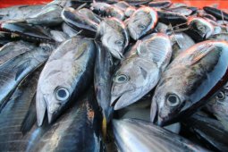Indonesian tuna products achieve MSC global standard certification
