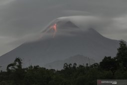 Forest restoration following Mount Merapi eruption to take few years Forest restoration following Mount Merapi eruption to take few years