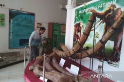 Kudus museum to expand display room amid more fossil findings