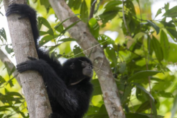 Net Sink 2030: S Sumatra seeks to rehabilitate Dangku Wildlife Reserve