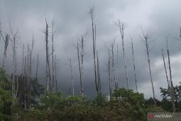 Deforestation triggered landslide in South Sulawesi’s Jeneponto: NGO