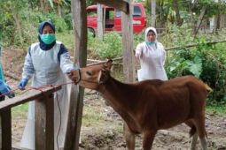 South Sulawesi collaborating with Australia on fighting FMD