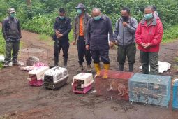 Mt Cermai National Park receives seven endangered animals from Jakarta