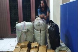 North Sumatran police arrest courier, seize 20 kg of marijuana