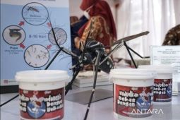Wolbachia not related to malignancy level of Aedes aegypti: govt